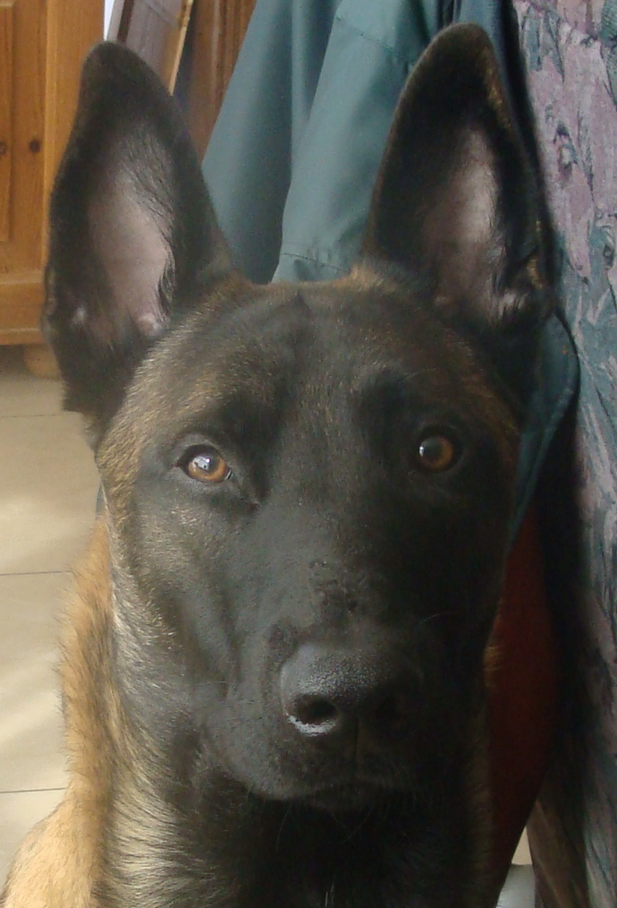 Maitre-chien